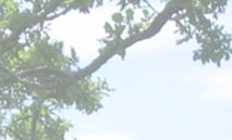 Ferienwohnungsvermittlung Herrmann, 65000 Ferienwohungen online buchen